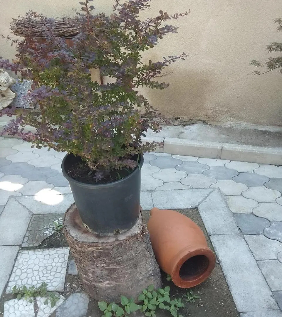 טביליסי Hotel Qvevri